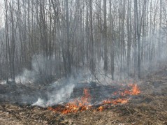 В лесах Краснодарского края введён режим  ограничения  пребывания граждан в лесах